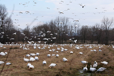 06_Goose_Oies Migratrices.jpg