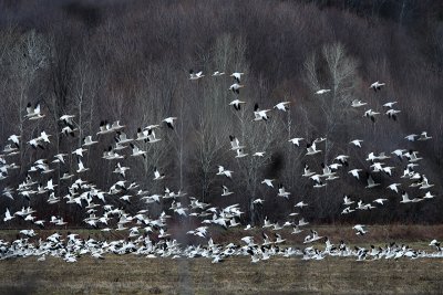 09_Goose_Oies Migratrices.jpg