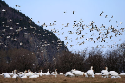 12_Goose_Oies Migratrices.jpg