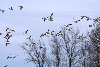 15_Goose_Oies Migratrices.jpg