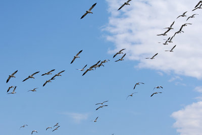 16_Goose_Oies Migratrices.jpg