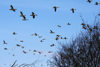 18_Goose_Oies Migratrices.jpg