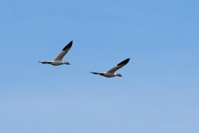 22_Goose_Oies Migratrices.jpg