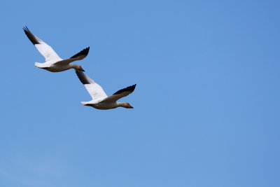 25_Goose_Oies Migratrices.jpg