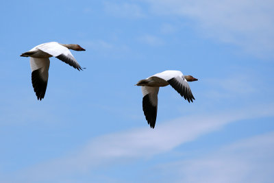 26_Goose_Oies Migratrices.jpg