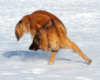 Indy does handstands