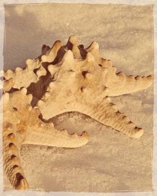 Lost Starfish