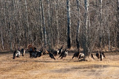 Turkey Gathering