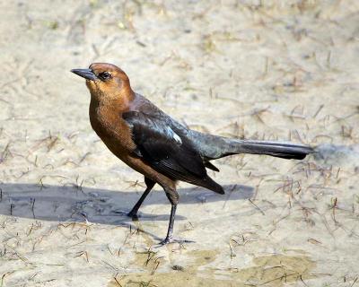 Female Boat-tailed grackle