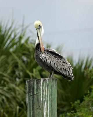 Brown Pelican (adult)