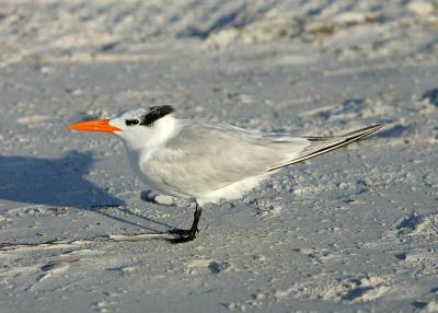 Royal tern