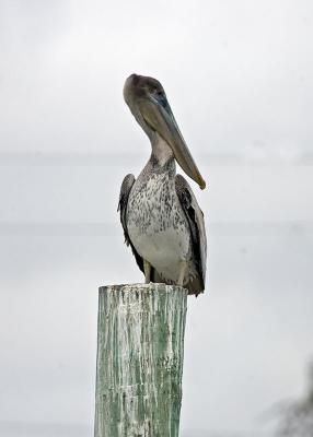 Brown Pelican (immature)