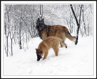 Snow Dogs