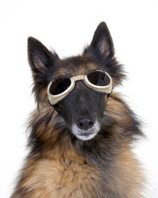 Tyras Doggles