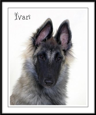 Ivan