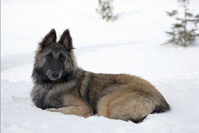 The boy in the snow