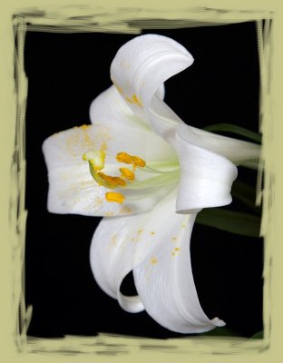 Easter Lily