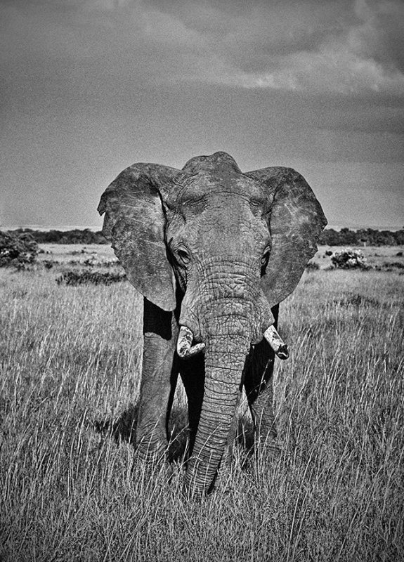 African Elephant