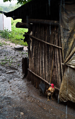 Mad As A Wet . . . Rooster