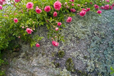 Wild Roses and Rock