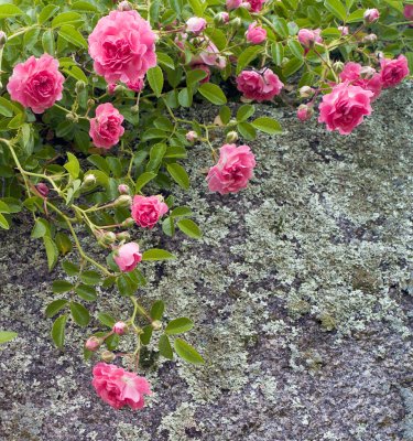 Wild Roses and Rock Cropped