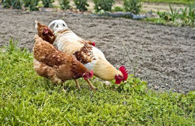 Rooster Cogburn and His Harem