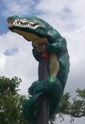 Gator