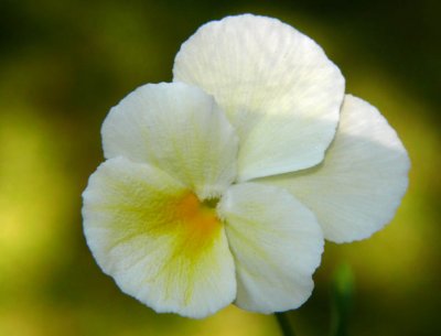 Sister's  Pansy