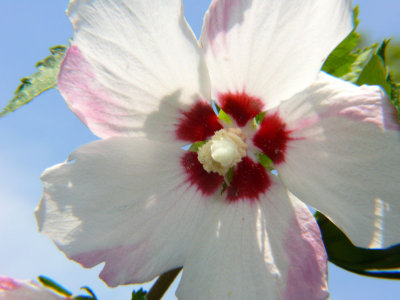 Hibiscus Variant