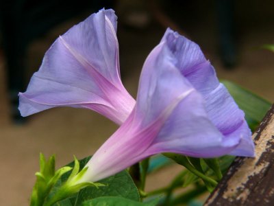 Morning Glories