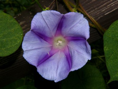 Morning Glory