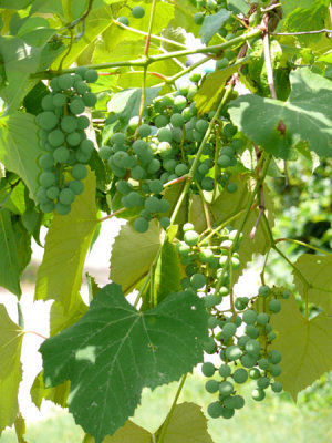 Grapes