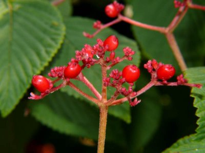 Viburnum Berry