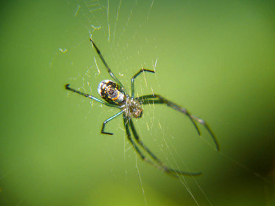 Garden Spider