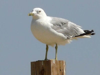 Seagull at Buckroe