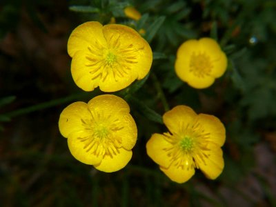 Buttercup flowers