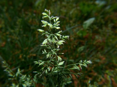 Grass seeds