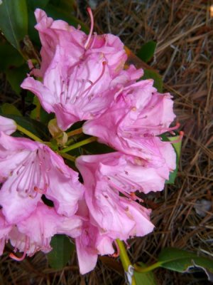 Rhododendron (Dad's)