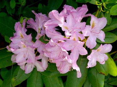 Rhododendron (ours)