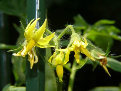 Tomato Blooms