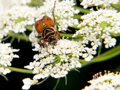 Beetle with makeup