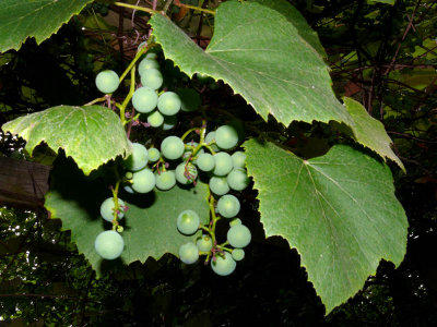 Grapes