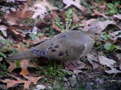 Mourning Dove