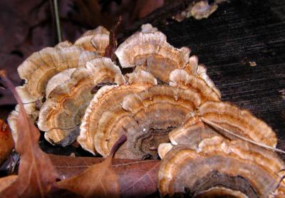 Petals of Fungus