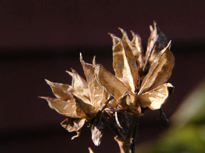 Seed Pods