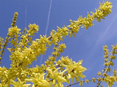 Forsythia