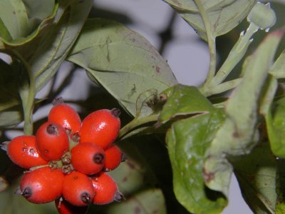 Dogwood Berries