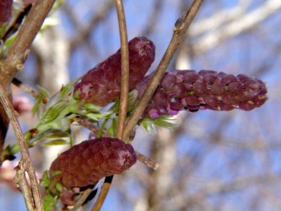 Wisteria Buds