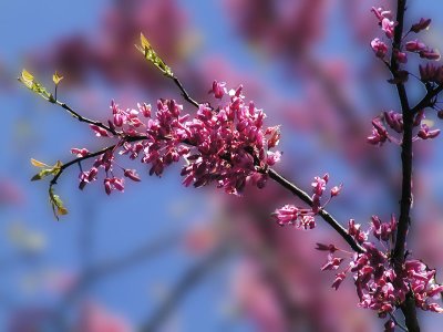 Redbuds