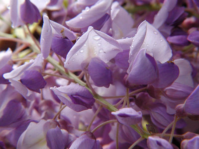 Wisteria